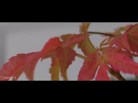 Sony Xperia 1 II vs Xperia 5 vs Xperia XZ3 vs Nokia 9 PureView Image Comparison - Camera Test