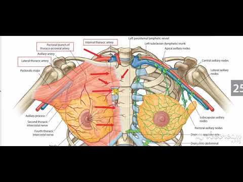 Breast blood supply