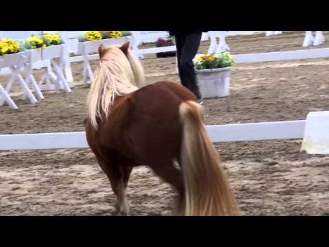 Ponyverband Hannover Körung 2014 German B
