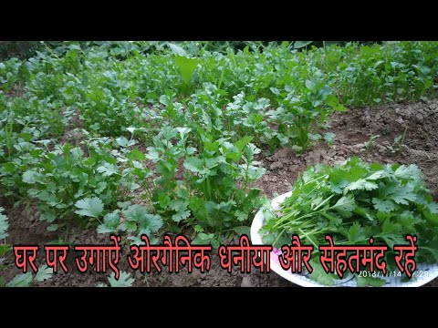 How to grow organic coriander from seeds