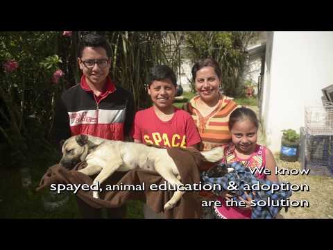 Help stop animal suffering in Chiapas, Mexico