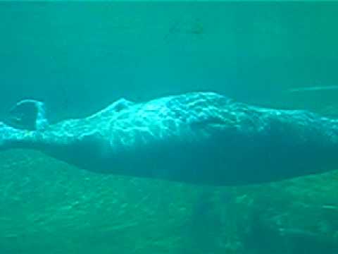 Dolfinarium Harderwijk - Zeerobben (2)