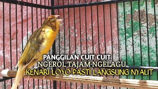 Download lagu kenari gacor panjang Cuit Cuit EMOSI, Pancingan Kenari Paud Belajar Bunyi, terapi AMPUH Kenari MACET mp3 Download lagu kenari gacor panjang Cuit Cuit EMOSI, Pancingan Kenari Paud Belajar Bunyi, terapi AMPUH Kenari MACET mp3