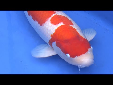 Grand Champion - 2016 BKKS National Koi Show