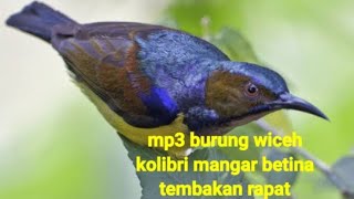 Download lagu Wiceh Betina..ll suara wiceh Betina ampuh buat pikat burung burung bahan auto nyaut mp3
