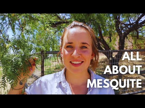 The Ultimate Desert Plant: Mesquite Tree Uses and Benefits