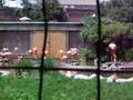 Flamingos Fighting