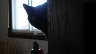 she wants revenge i dont wanna fall in love