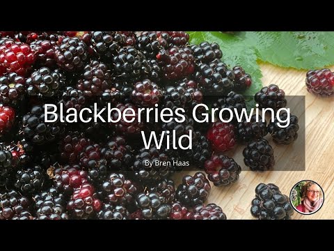 Blackberries Growing Wild