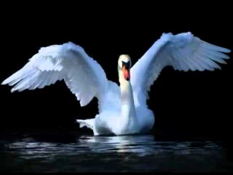Swan.....Singer: Azam Ebrat  .. Music arrangement :  Ebrat Ahmad