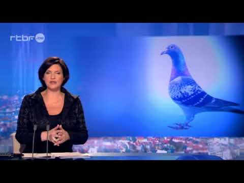 Bolt pigeon le plus cher du monde