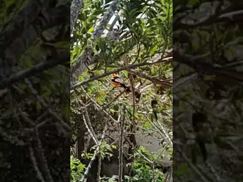 Ele está se alimentando..Em Marco CE...