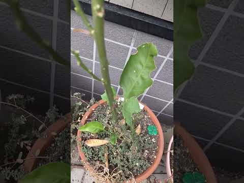 竹製バルコニープライバシースクリーン：プライバシーをより良く保護します。  庭園