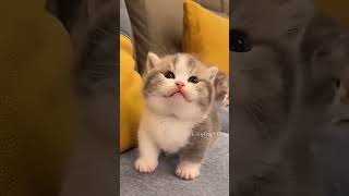 Download lagu https://youtube.com/shorts/JBH59JsgAHA?si=e1PWKcvvcHU7yCb- mp3