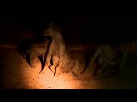 Family Squabble: Hyena Style  May 4,  2015