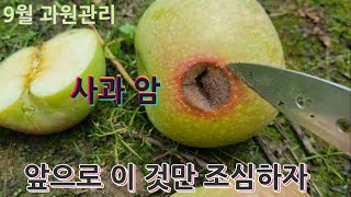 9월 사과나무 이것만 잘하면 된다