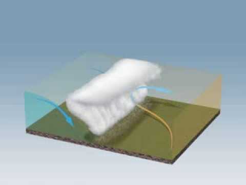 Temperate Cyclones: Warm, Cold and Occluded fronts.