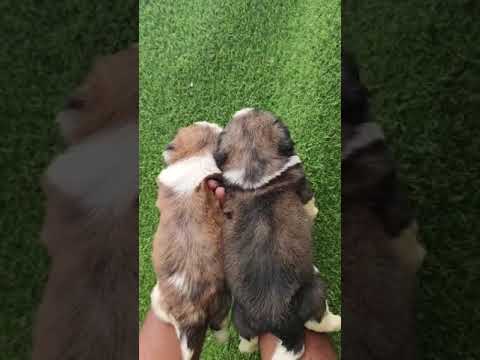 cute puppies 😍😍