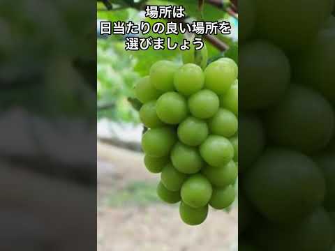 水を吸収した土の穴にブドウの木を植える方法