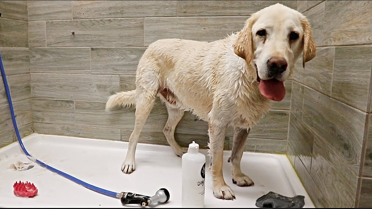 Taking My Labrador To The Groomers!!