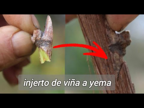 🍇 Injerto de viña a yema