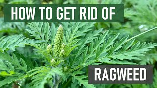 How to Get Rid of Ragweed (Stop Allergies & Reduce Pollen Around Your Home)
