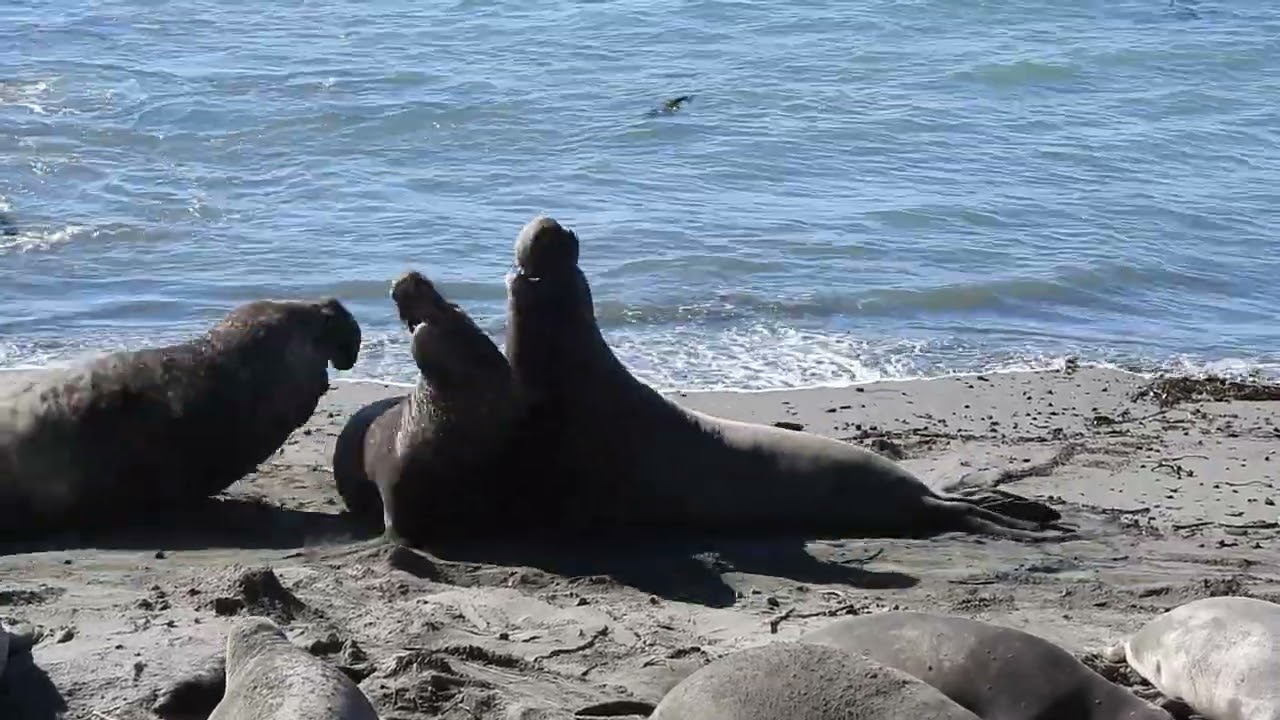 Bull Elephant Seal Fight Broken Up by Larger Male || ViralHog