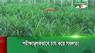 নীলফামারী সদর বাড়ছে বস্তায় আদা চাষ