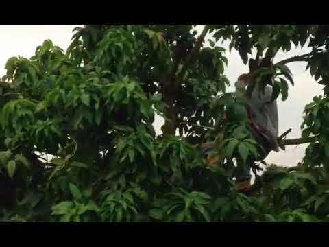 How to pruning mango trees by Sre Meas TTY, Cambodia x264