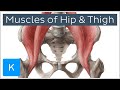 Muscles of the Hip and Thigh - Human Anatomy | Kenhub