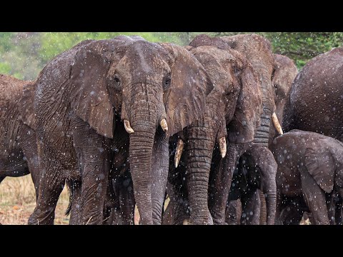 Elephant walking across Serengeti during short rainy season.