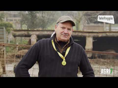 Agri7 Coldiretti 23.01.2021 - Suinicoltura ed etichettatura, Azienda agricola Borghi Tiziano