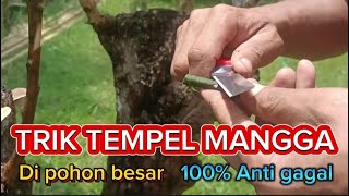 Download lagu Trik cara tempel mangga di pohon sudah besar 1 pohon sambung 3 jenis mp3 Download lagu Trik cara tempel mangga di pohon sudah besar 1 pohon sambung 3 jenis mp3