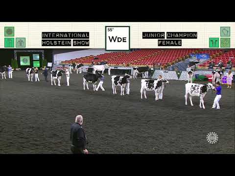 717 HOLSTEIN JUNIOR CHAMPION FEMALE