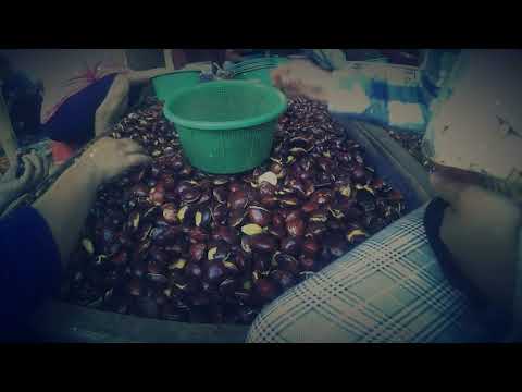 resep-jengkol-samber-geledekk