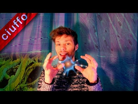 Tessuto Muscolare e Nervoso