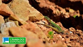  Mesa-redonda: resultados obtidos na COP30 em relação ao bioma Caatinga - 16/12/2025 10:00