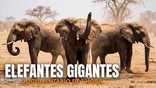 ELEFANTES GIGANTES FURIOSOS DA ÁFRICA: A Vingança Contra Vilas Humanas - Documentário