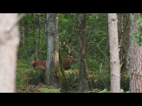 Brame du cerf dans les Pyrénées (2017)