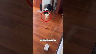 Download lagu without realizing the owner is being pranked 😭#shorts #kocakabis mp3 Download lagu without realizing the owner is being pranked 😭#shorts #kocakabis mp3