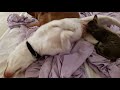 Cat Suckling On Dog 4