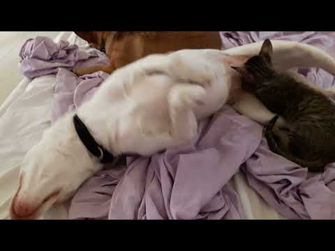 Cat And Dog Mate