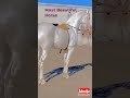 One of the most beautiful horse 😍, Most Beautiful White Horses, #shorts #viral #short #trending