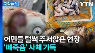 '치명적 수준' 검출...공포의 집단폐사 벌어진 소양호 바닥서 검출된 건 [지금이뉴스] / YTN