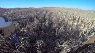 preview picture of video 'Pheasant Hunting 12-26-14'