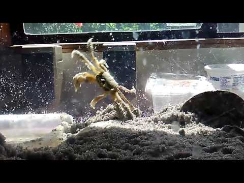 Ghost crab 2.  8/1/16