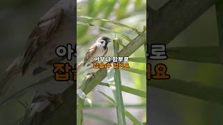 Download lagu The Shocking Consequences of China's Plan to Eliminate Sparrows for a Bumper Harvest mp3
