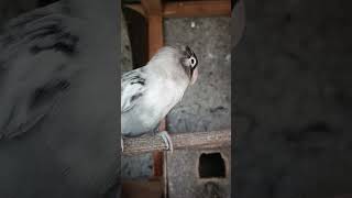 Download lagu BURUNG LB BATMAN BLOROK EXTRIM mp3