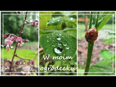 Nasz ogród po wakacjach