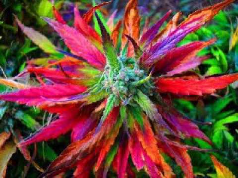 VICENTE EL VIZIO - AGUA BENDITA